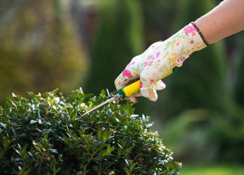 Local gardeners in Sidcup beginning professional garden care