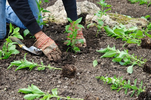 Seasonal gardening work by a Sidcup gardening team