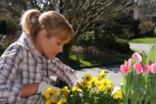 Local garden maintenance and lawn care in Sidcup